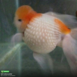 ikan hias koki mutiara jambul