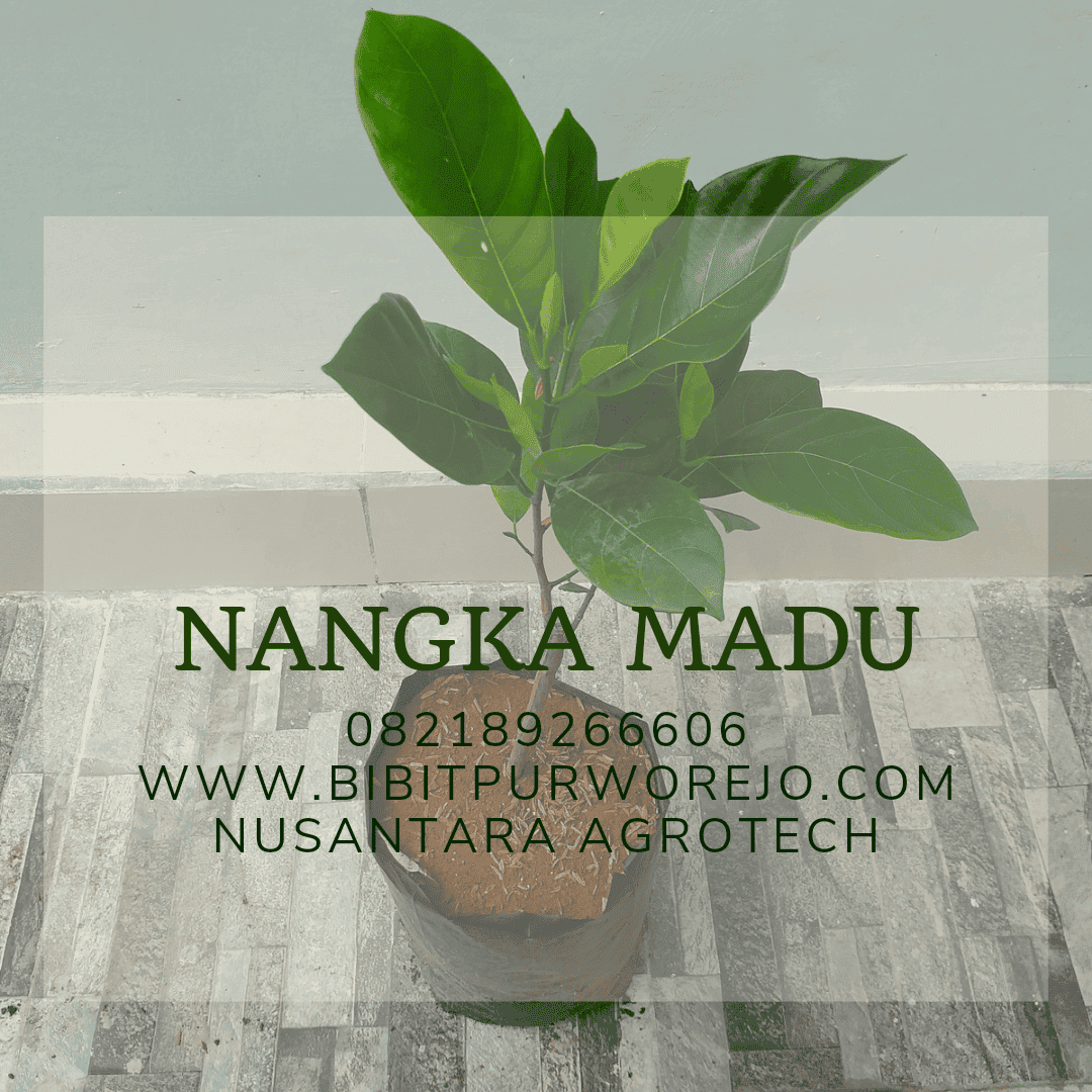 Bibit Nangka madu