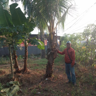 jual pohon kelapa kuning.kelapa sayur.kelapa gading 