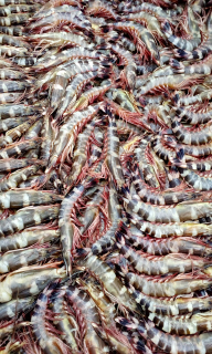 Udang Windu Laut