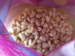 bawang putih Honan