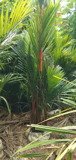 jual pohon palem merah