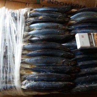 jual ikan beku frozen tongkol.deho.layang.bandeng