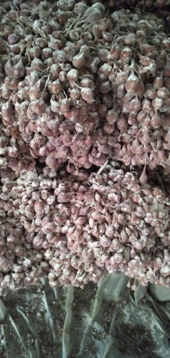 bibit bawang merah
