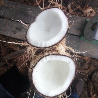 Kelapa Tua Sumatera