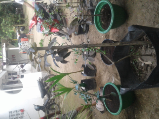 menjual tambulapot berbagai jenis tanaman buah buahan