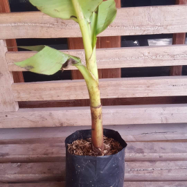 Bibit Pisang Mas Kirana