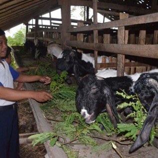 Jual Kambing siap qurban dan aqiqah