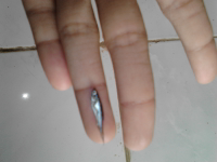 bibit bandeng (oslah/glondong)5-7cm,