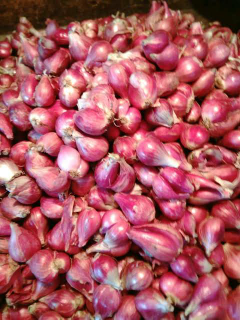 bawang merah