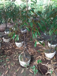 bibit durian