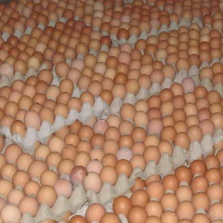 Telur ayam konsumsi fresh