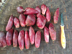 jual bawang dayak herbal, kering atau basah
