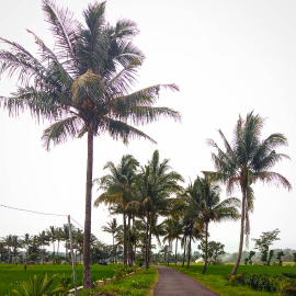kelapa tua