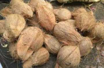 jmenjual segala macam kelapa