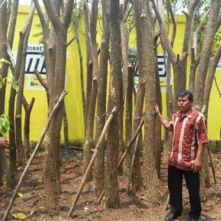Jual pohon trembesi,tabebuya,mahoni,dadap merah