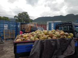 Kelapa Gelondongan Fresh Sulawesi