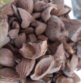 Cangkang Sawit