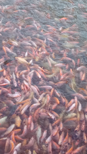 jual ikan tombro