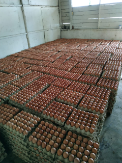 Telur ayam ekspress