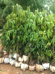 jual pohon asoka huwai 