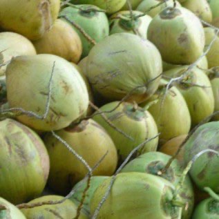 KELAPA TUA,MUDA,SEDANG