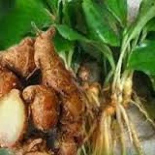 JUAL KENCUR 
