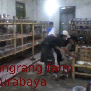 JUAL BIBIT INDUKAN SEMUT RANGRANG KROTO YANG BERKUALITAS UNGGUL medan - santoso