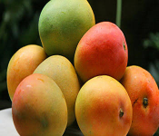 mangga gincu