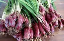 tanaman obat stok bawang dayak