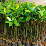 jual bibit mangrove 