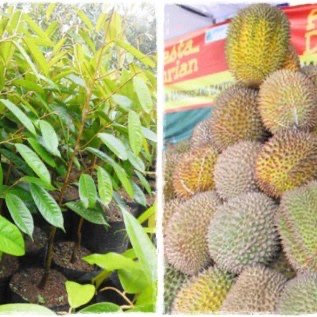 bibit buah durian kumbokarno kualitas super rasa buah manis legit memuaskan