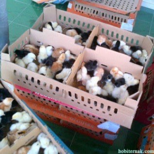 jual dod dan doc 