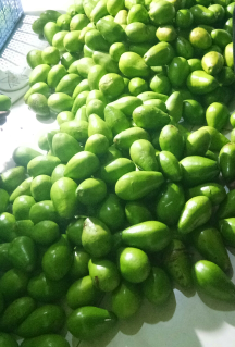 Buah Alpukad