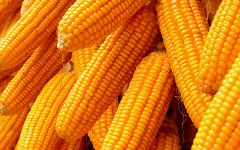 jagung pipil ternak kwalitas super ka 13-15