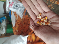 Jagung Kering Hasil Tani Jawa Timur