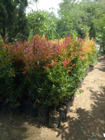 jual pohon pucuk merah 