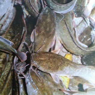 jual ikan lele konsumsi Jember kota