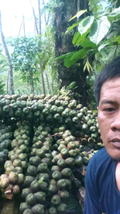 kapulaga cengkeh jembul/pohon sapu
