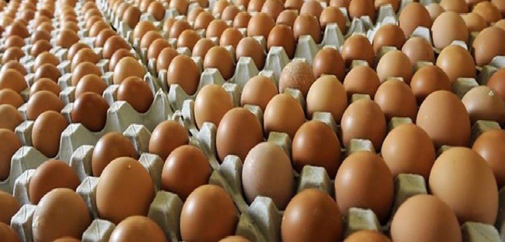 Telur ayam samarinda Partai eceran
