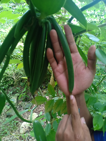 vanili planifolia Basah Asli Sumba 15 -20 Cm Up