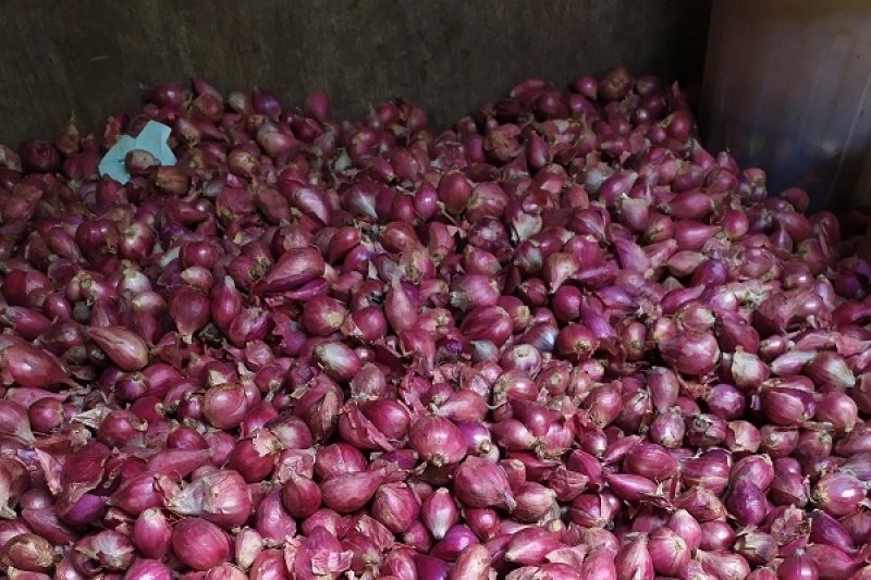 Bawang Merah Jawa Barat