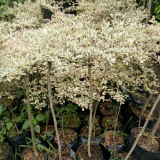 jual pohon ketapang kencana varigata /