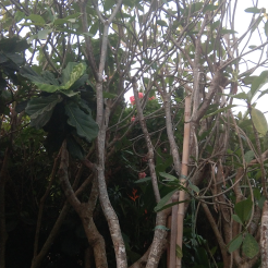 jual pohon kamboja bali 