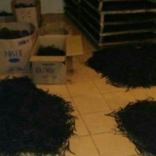 JUAL VANILI FLANIVOLIA & VANILI TAHITI