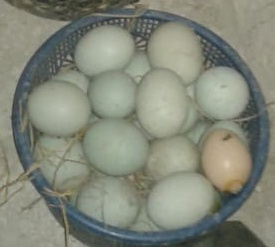 jual telur bebek segar