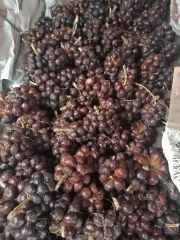 salak pondoh