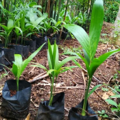 jual bibit pohon palem komodoria