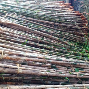 jual pohon bambu jepang 