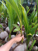 Bibit Kelapa Genjah mentok